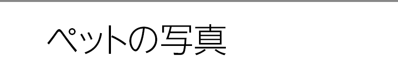 ペットの写真
